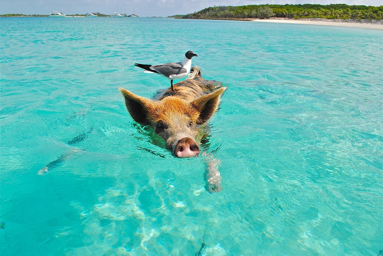 Swimming with the Pigs - Marvelous Tours - marveloustours242.com